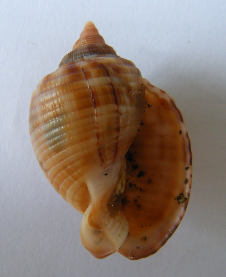 Phalium granulatum juv.